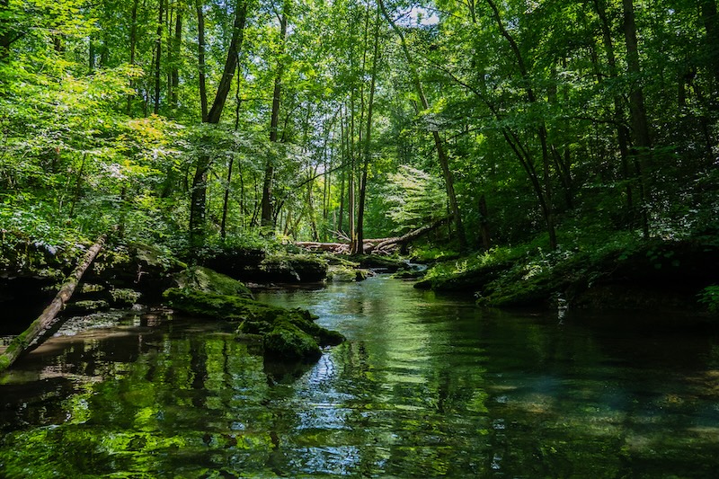 Vacker naturbild med grönskande träd och en å